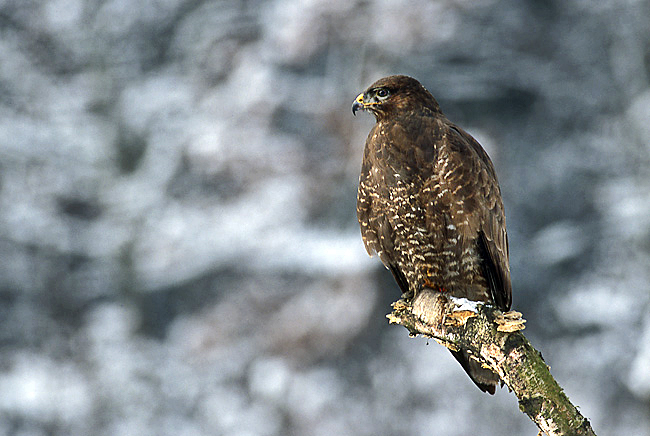 http://upload.wikimedia.org/wikipedia/commons/4/4e/Buteo_buteo_2_%28Marek_Szczepanek%29.jpg