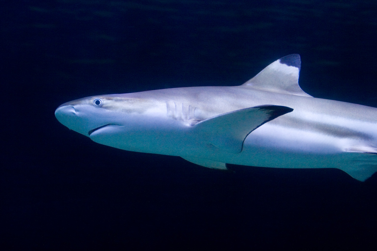 http://upload.wikimedia.org/wikipedia/commons/4/4e/Carcharhinus_melanopterus_vancouver.jpg