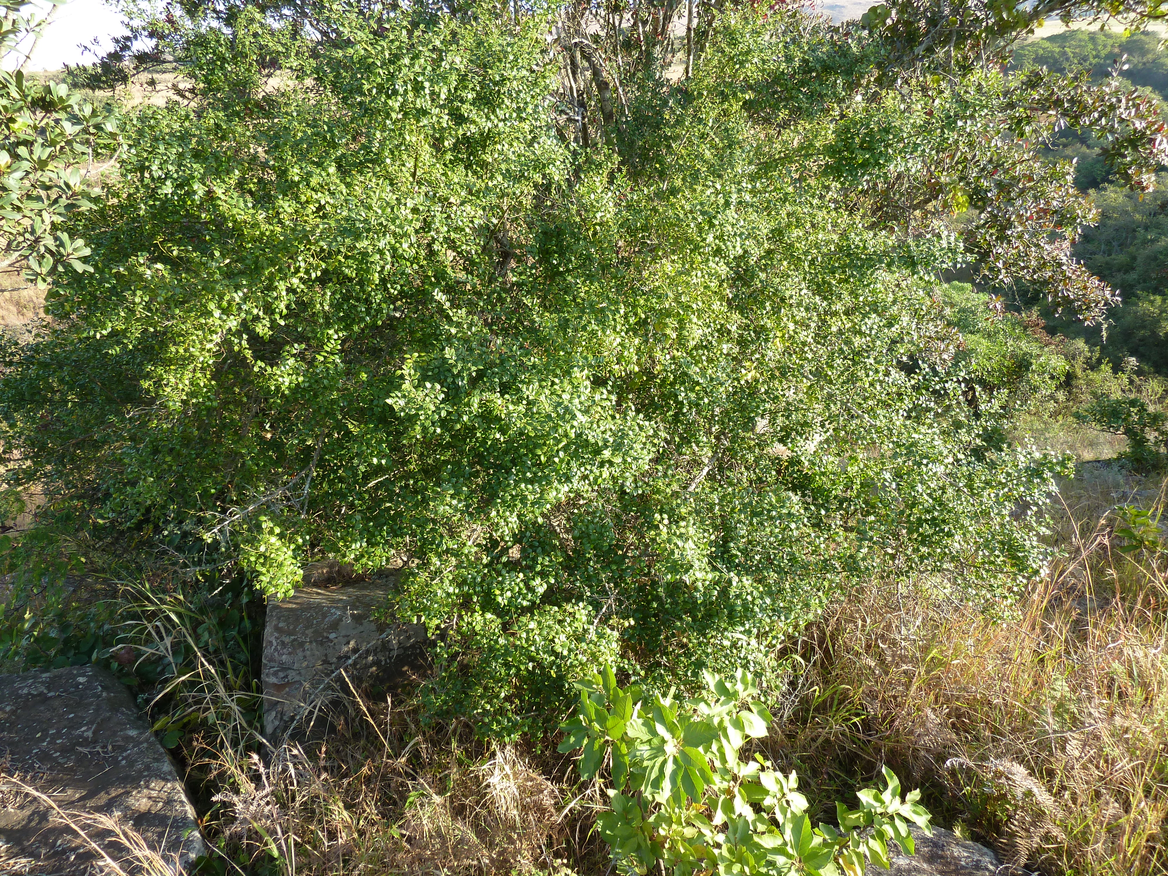 cassinopsis ilicifolia