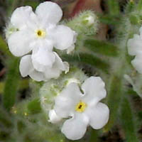 Cryptantha intermedia