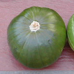 Cucurbita maxima var. zapallito, grupo de landraces de Argentina, Uruguay y Bolivia, a partir de las que también se desarrollaron cultivares. Redondos, verde oscuro (recientemente se desarrollaron genotipos verde claro y otros con bandas delgadas de color claro), pueden tener "botón" o "corona" (un anillo formado por las cicatrices del perianto al caer que encierra el resto del ovario que puede diferir en color y protruir) que se selecciona negativamente porque no tiene valor comercial. Algunos autores (como Robinson y Decker-Walters 1997[11]​) lo incluyen en el grupo informal Turbante, cuya descripción informal es: con "forma de turbante" debido a que el receptáculo no lo envuelve completamente,[cita 45]​ sin embargo la corona se selecciona negativamente (no tiene valor comercial y no es deseada por el horticultor), que a pesar de los intentos no se ha podido eliminar del cultivo (Millán 1947[79]​). La Enciclopedia Mansfeld (2001[68]​) menciona un Cucurbita maxima Zapallito Group en el que agruparía a las landraces de "zapallitos de tronco" descriptas en Millán (1947[79]​): var. zapallito, "Hoyo" y "Zipinka", todas de Argentina y Chile (si bien un grupo de cultivares formal no debería poseer información sobre origen o localidad en su descripción, ni tampoco agrupar landraces[50]​).