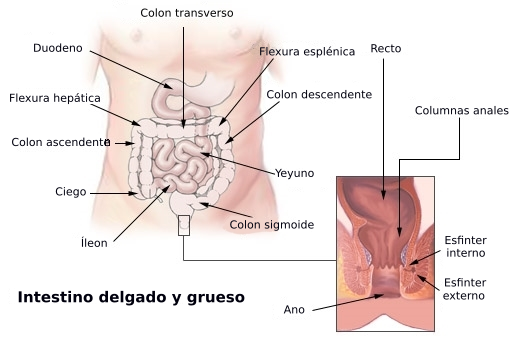 Intestino grueso