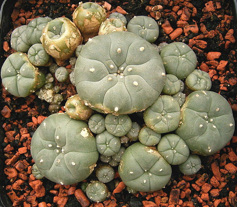 Lophophora_williamsii_ies.jpg