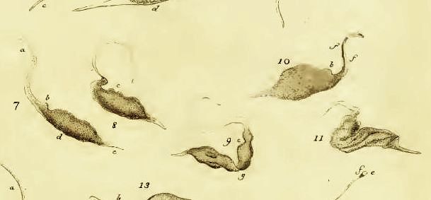 Vibrio anser, del llibre Animalcula Infusoria, 1786, d'Otto Müller
