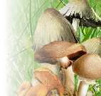 partie droite du bandeau d'en-tête : photo montage avec des champignons