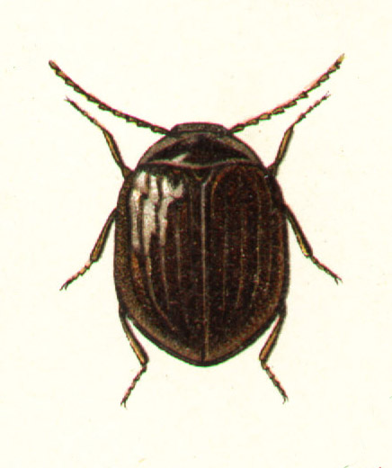 Eubria palustris