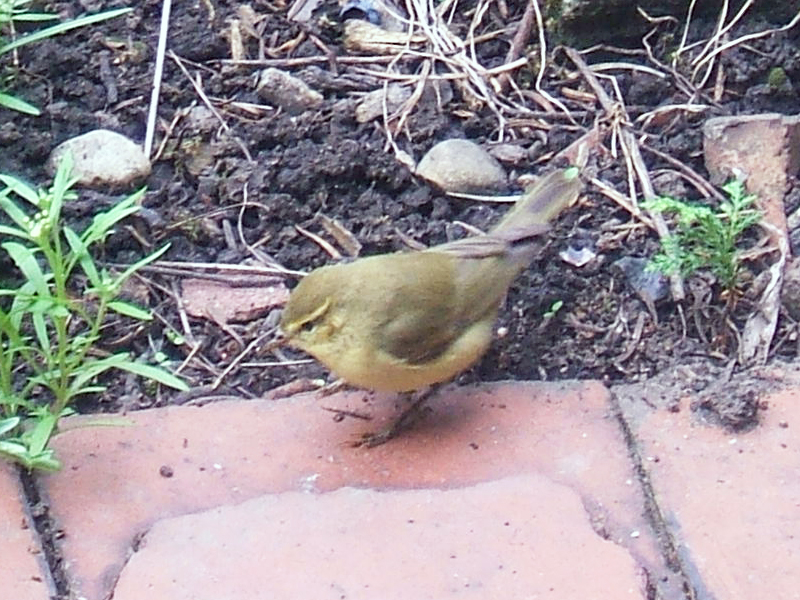 Phylloscopus collybita