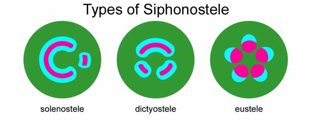 Three basic types of siphonostele