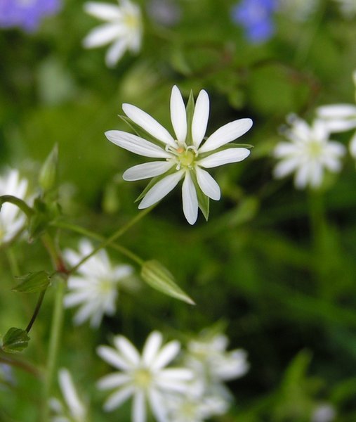 [Obrazek: Stellaria_graminea.jpg]