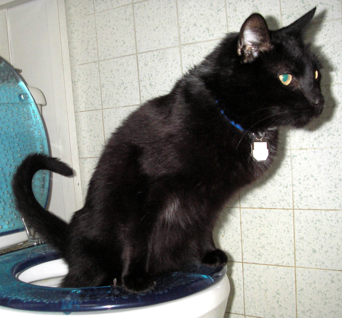 Toilet_Trained_Cat_13_Aug_2005.jpg