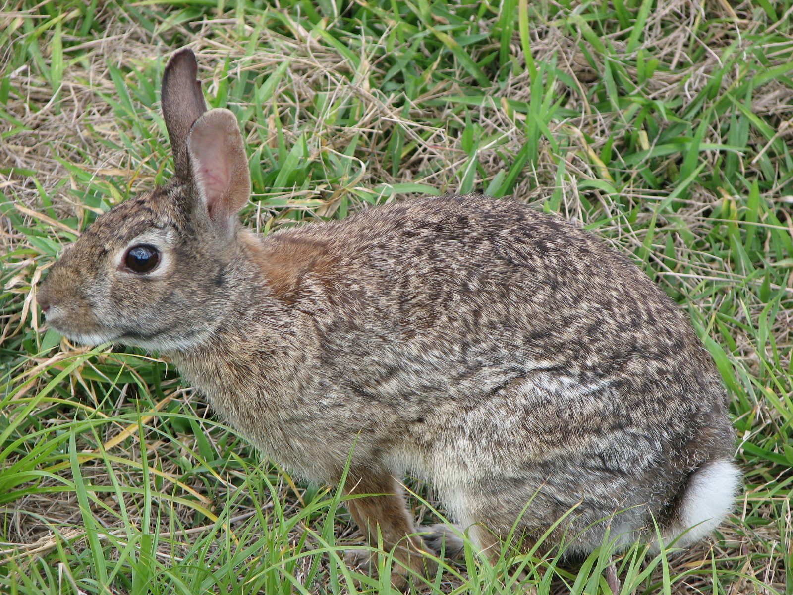 a wild rabbit