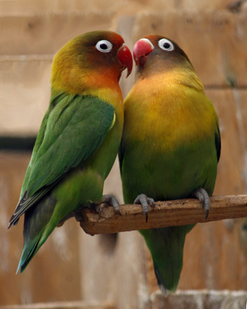 Hybrid Lovebirds
