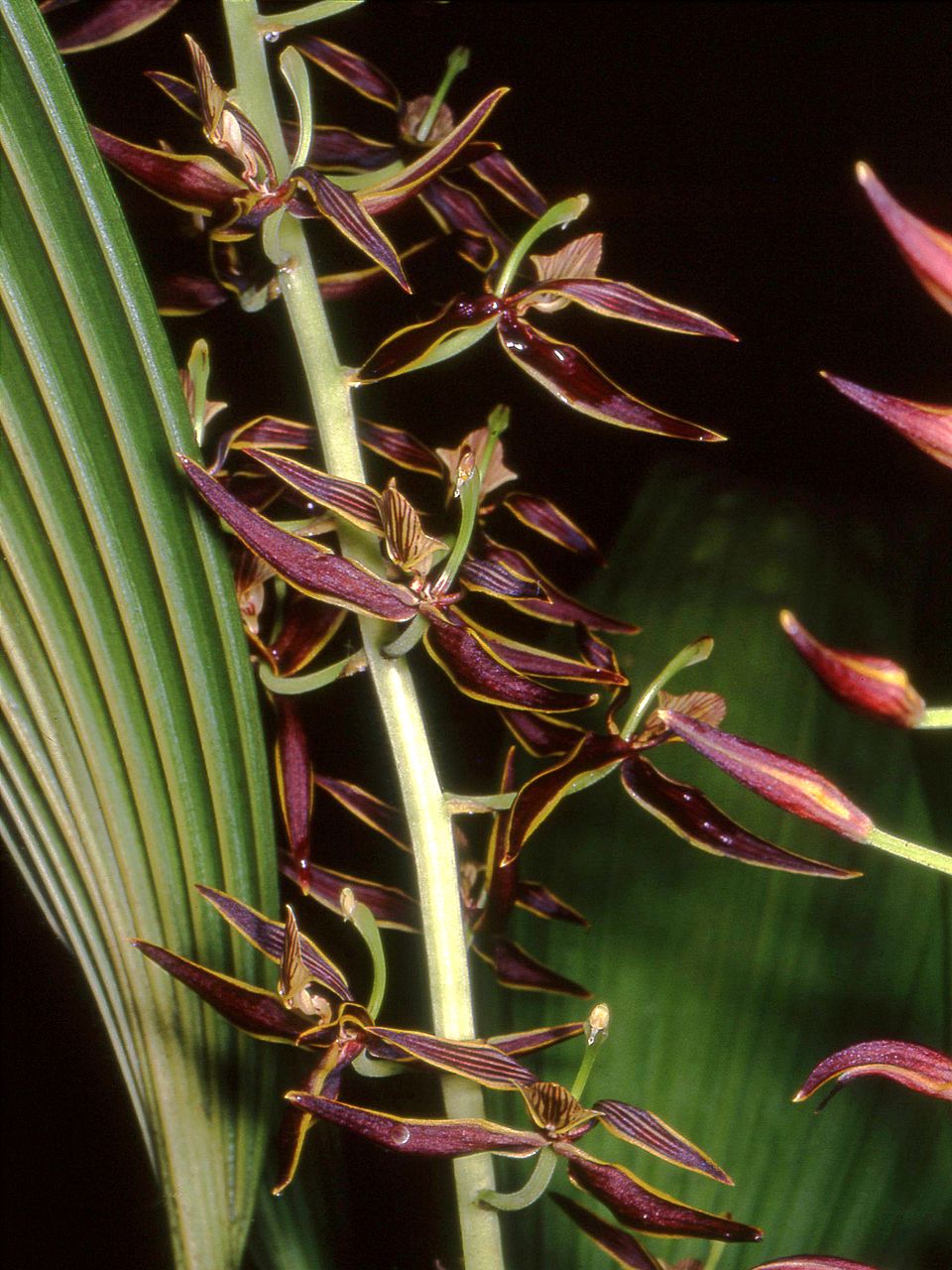 Braemia vittata image