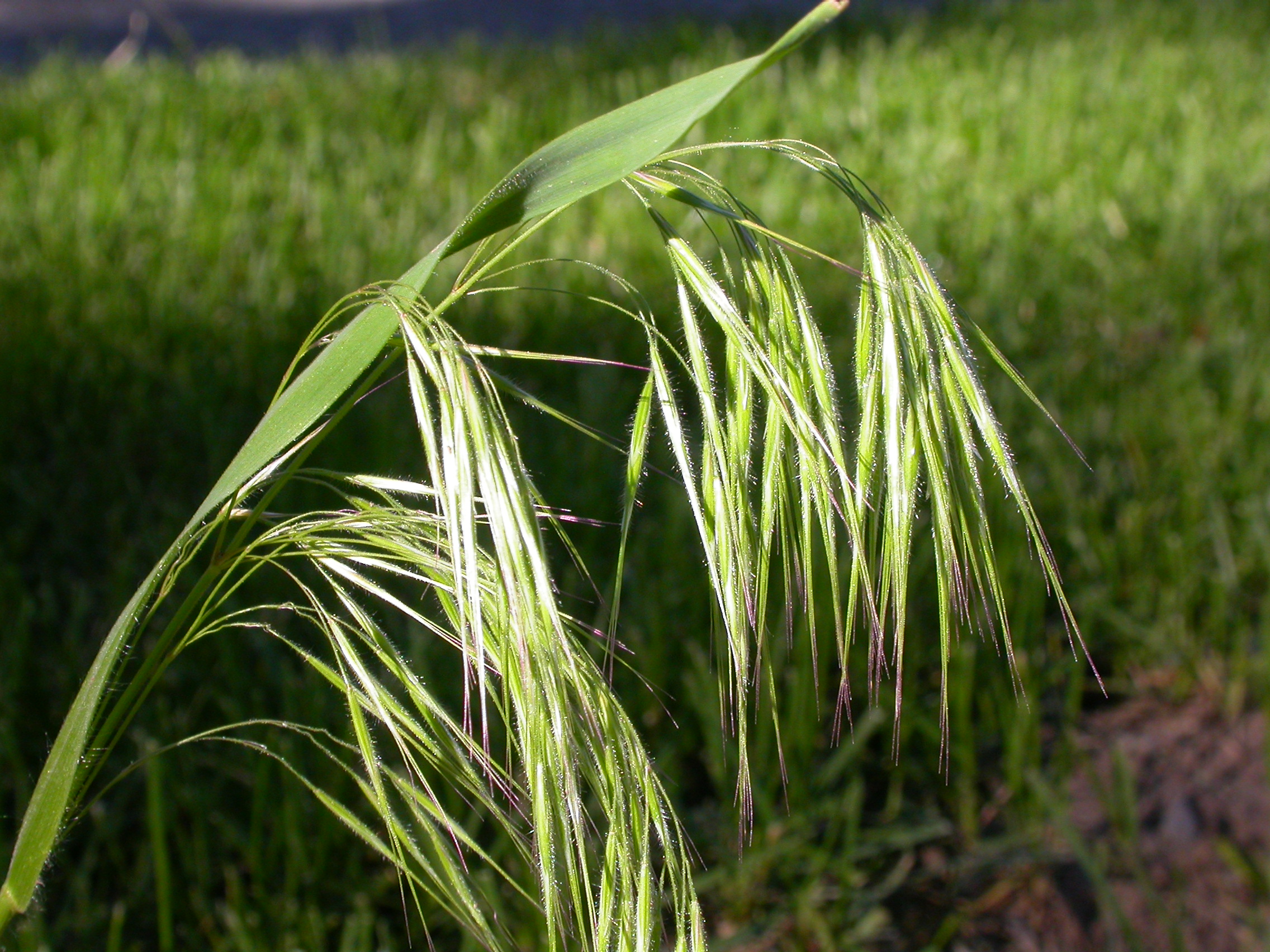 Cheatgrass, the Scourge of the Great Basin Desert, was introduced from Eurasia in the late 19th Century by ranchers and travelers.