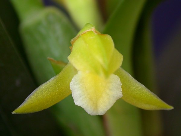 Maxillaria imbricata image