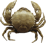 File:Crab-icon.png