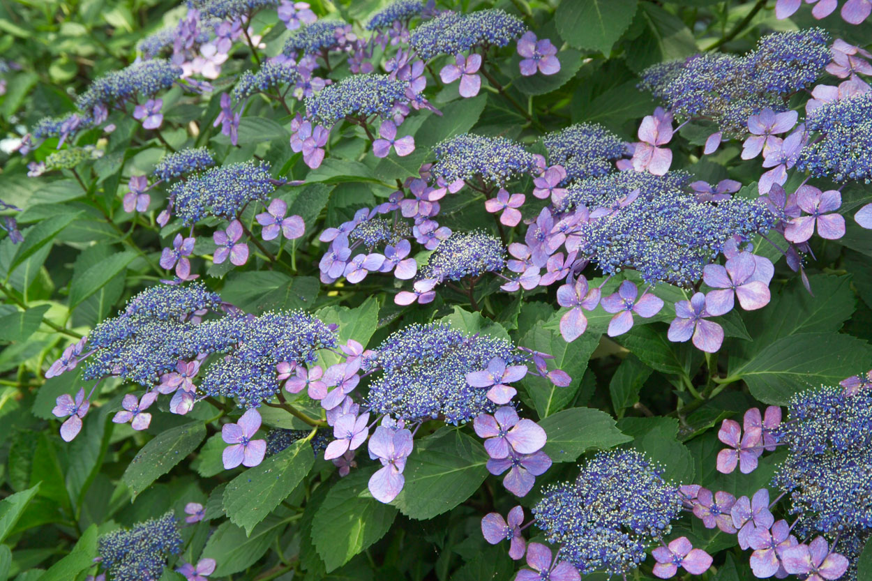 Hydrangea macrophylla image