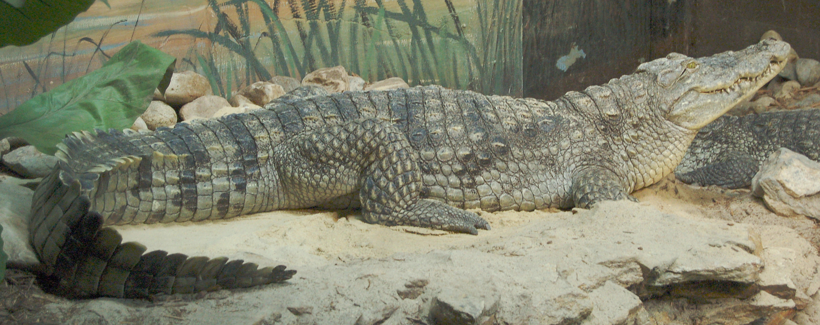 Alligator Side