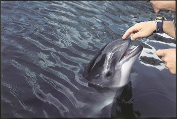 Harbour porpoise