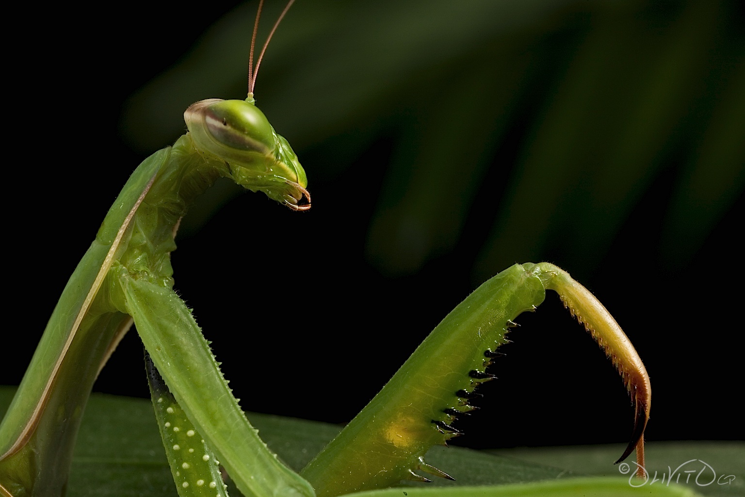 praying mantis