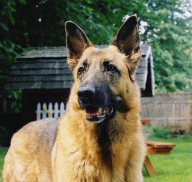 Male German Shepard