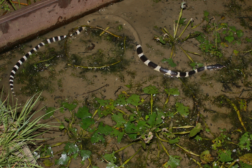 many banded krait