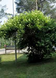Panicle hydrangea (H. paniculata)