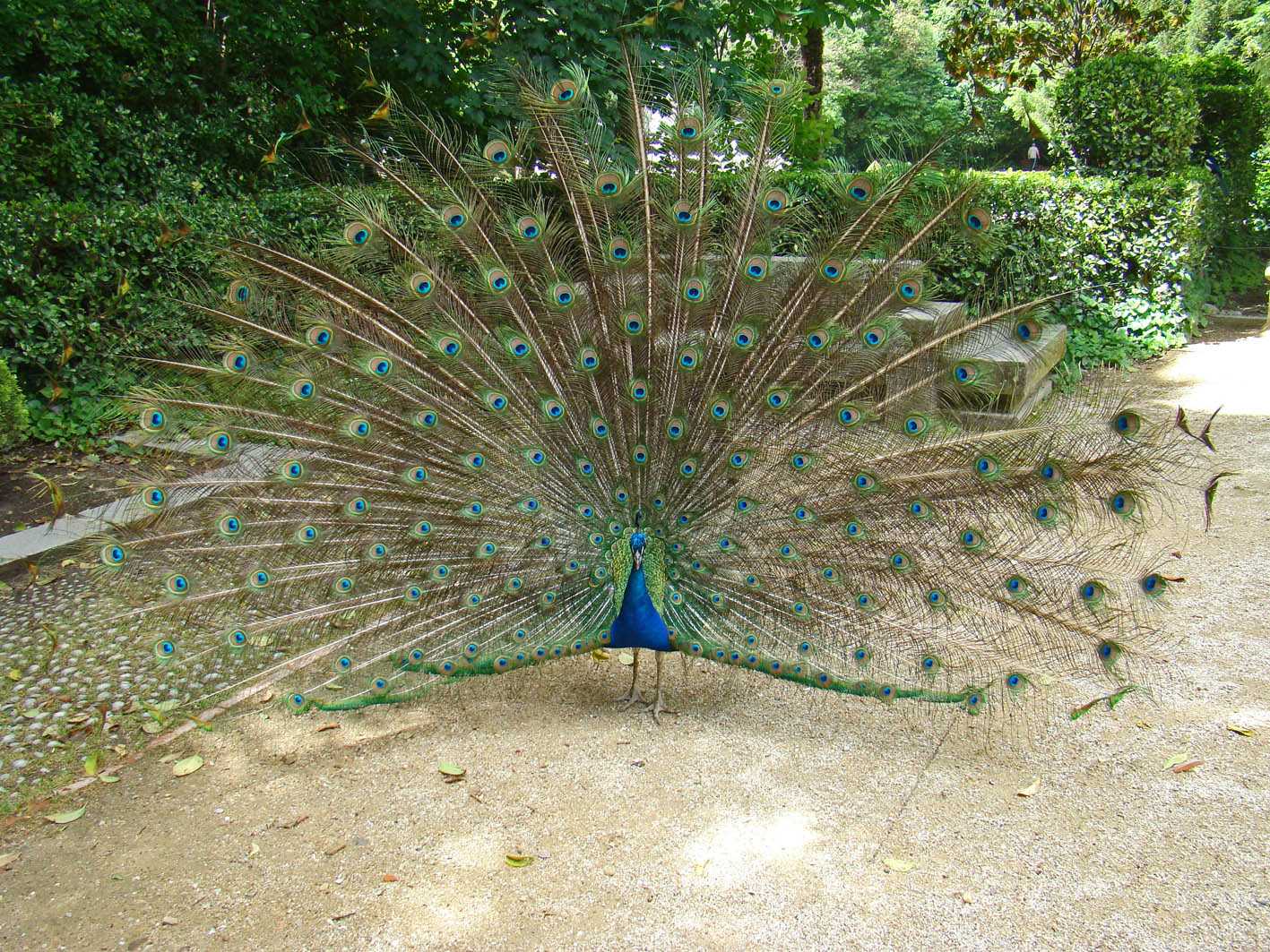 El Pavo Real