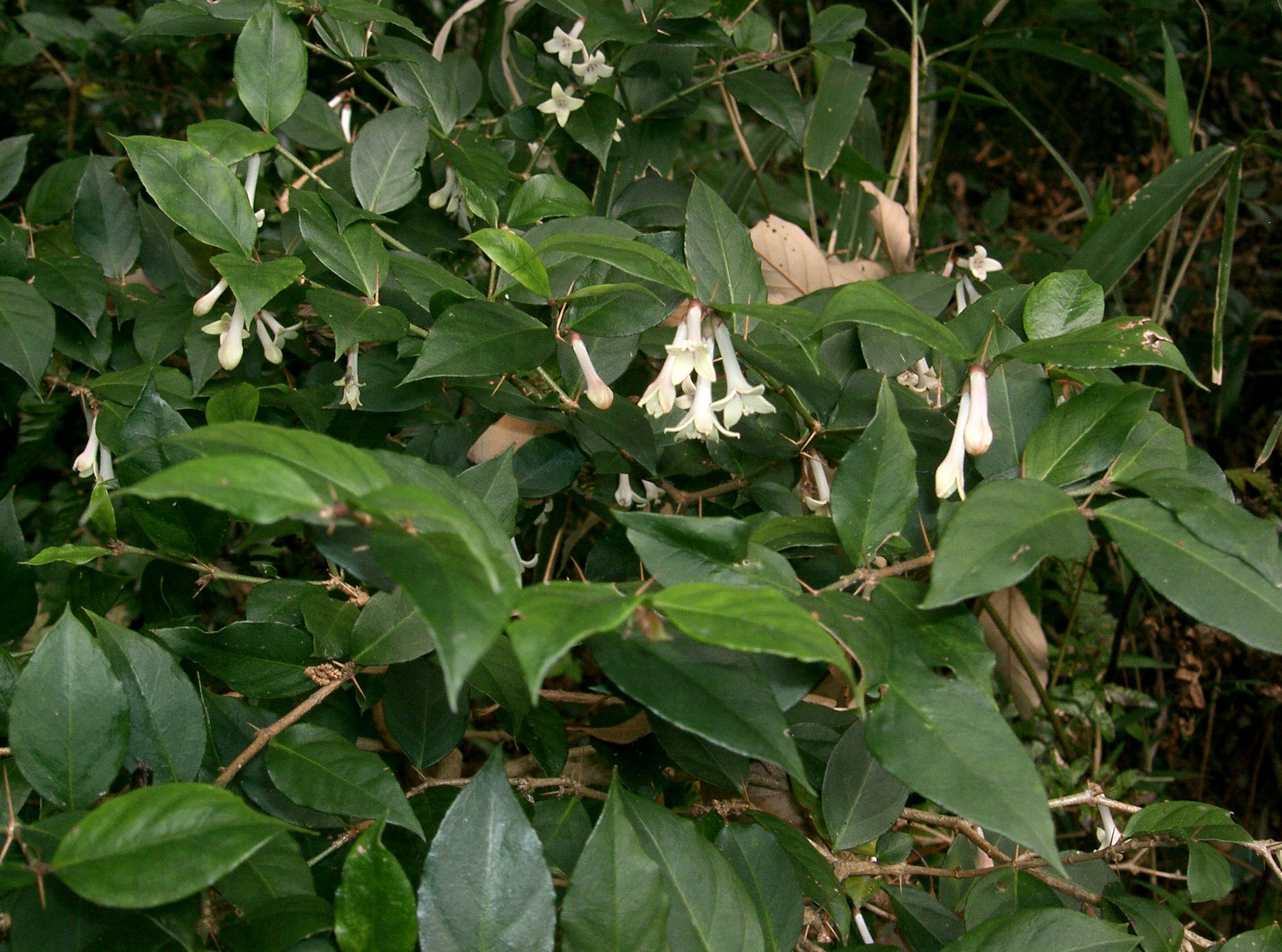 Damnacanthus indicus subsp. major 