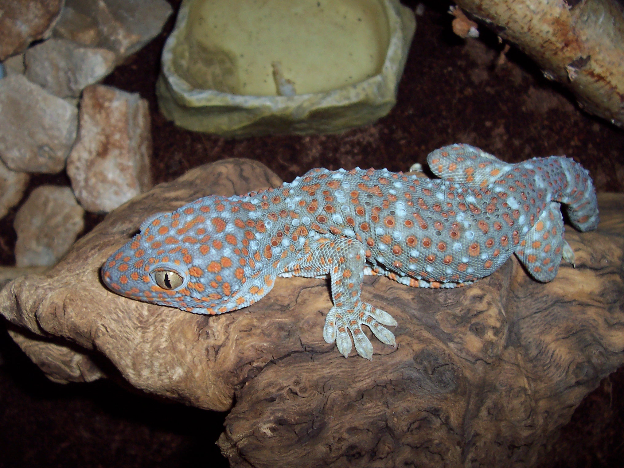 Rock Gecko