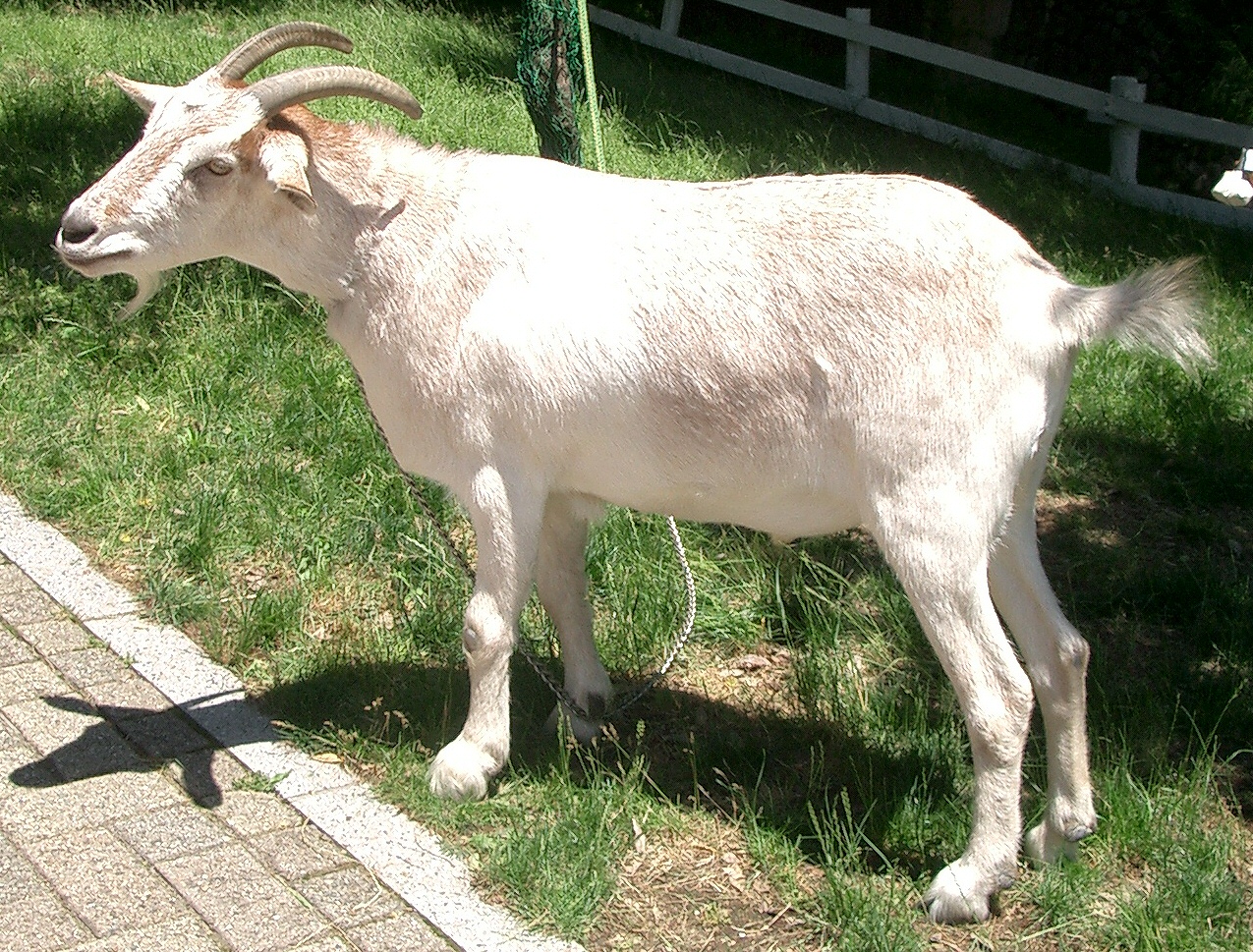 goat on kitchen table