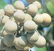 longan frucht