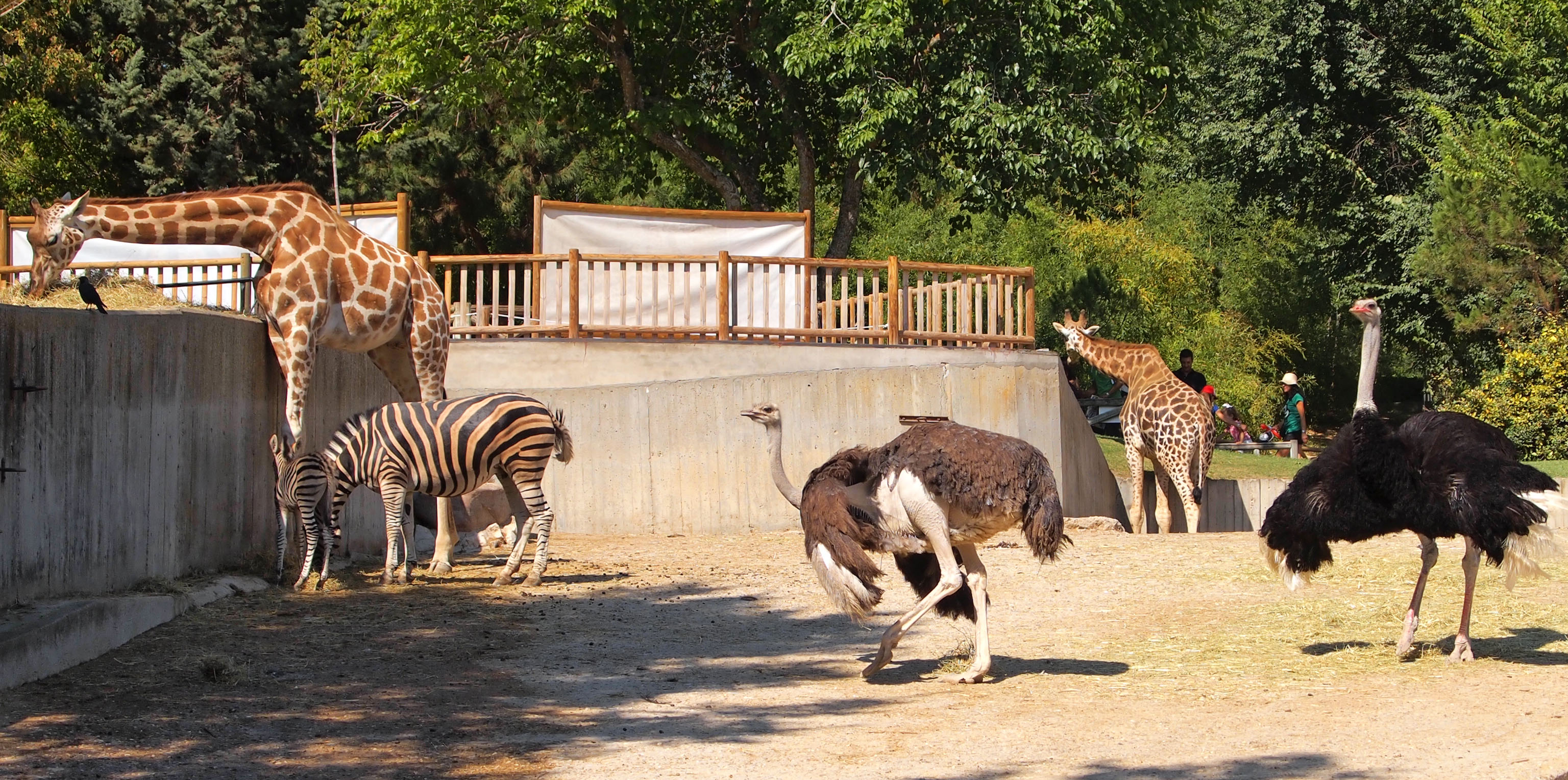 zoo pasaule