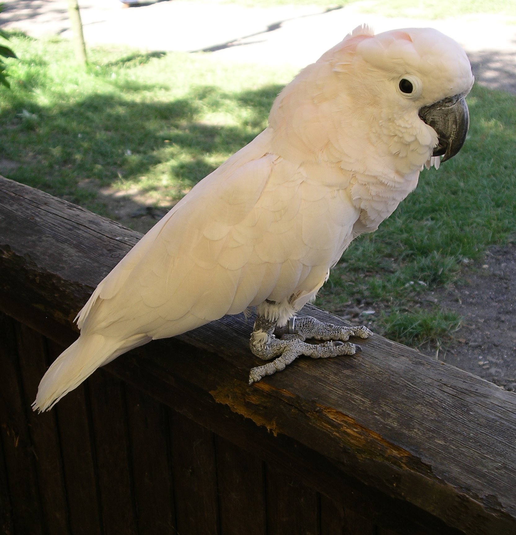 Mollucan Cockatoo 66