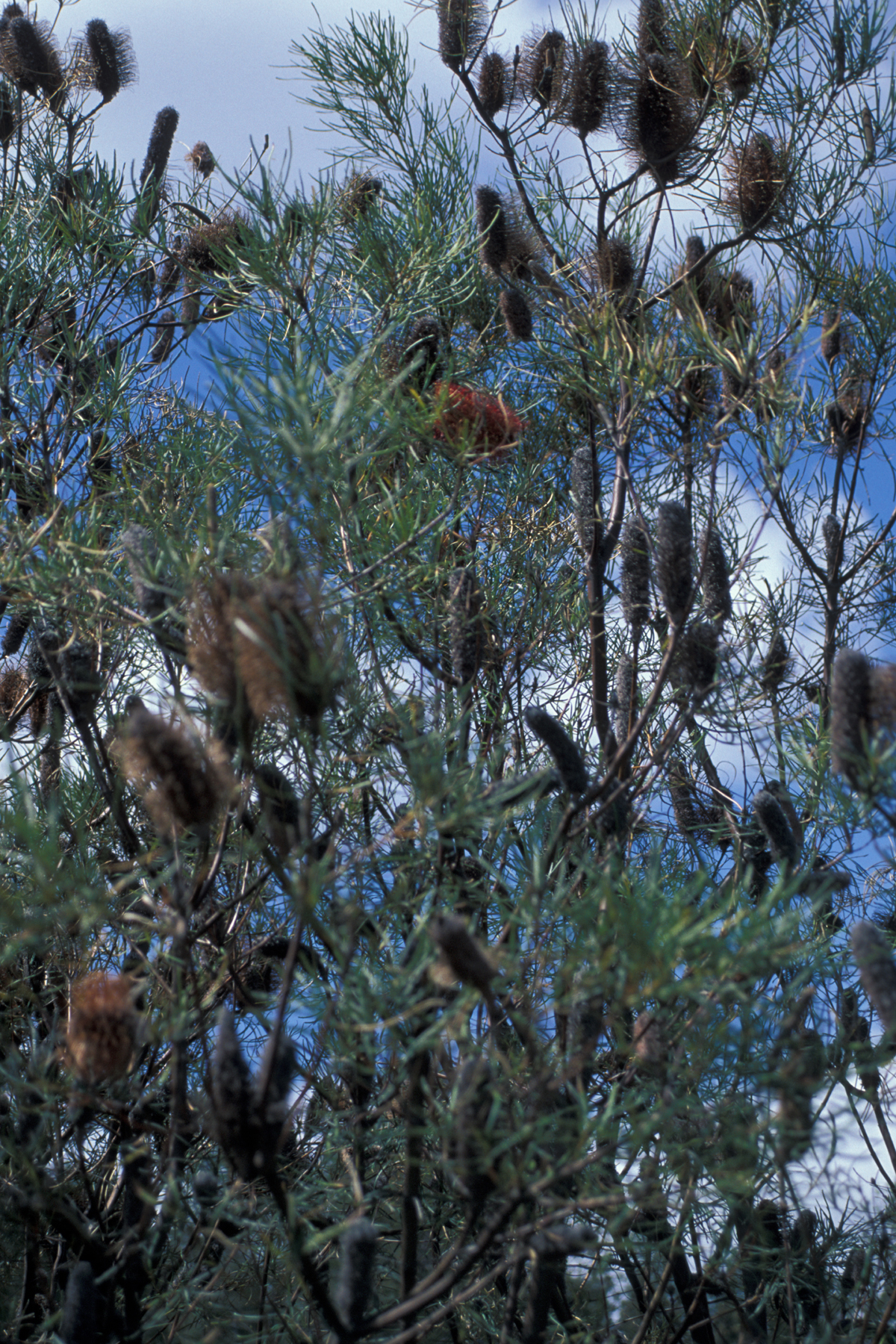 Banksia Sp