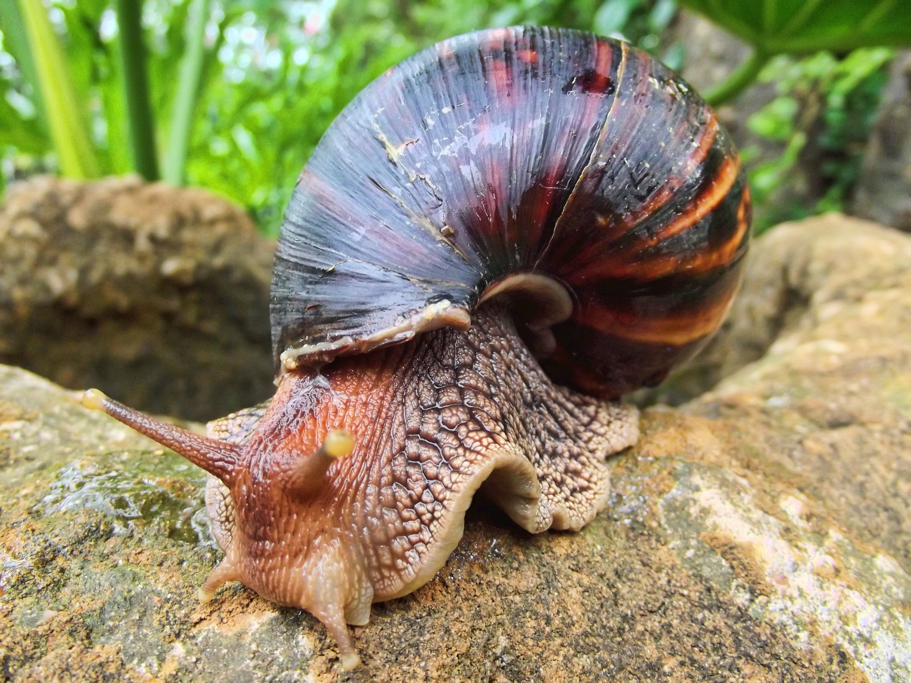 Giant African land snail