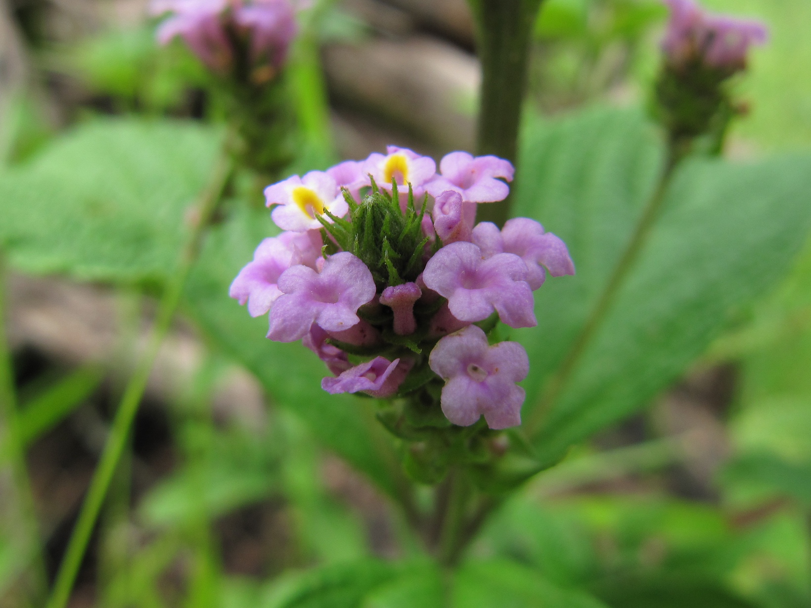 Lantana trifolia image