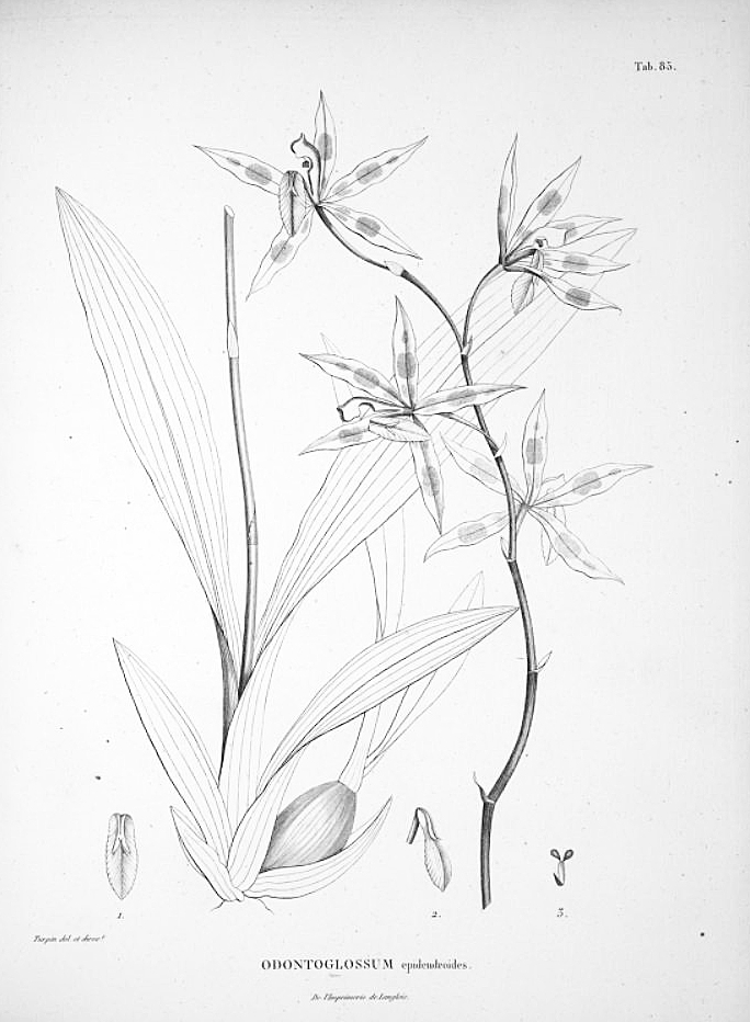 Odontoglossum epidendroides image