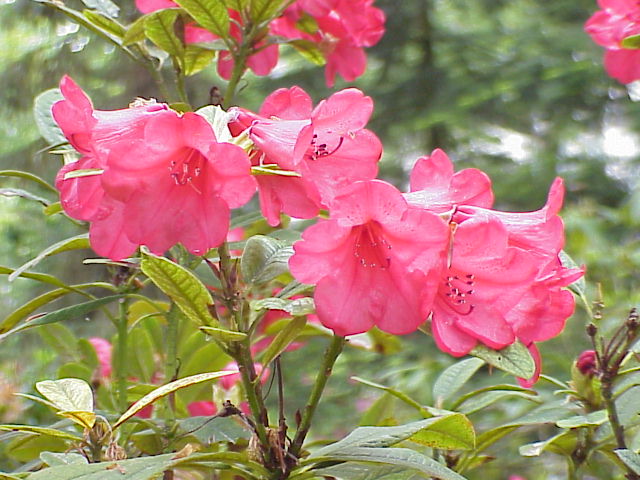 Rhododendron forrestii var. repens