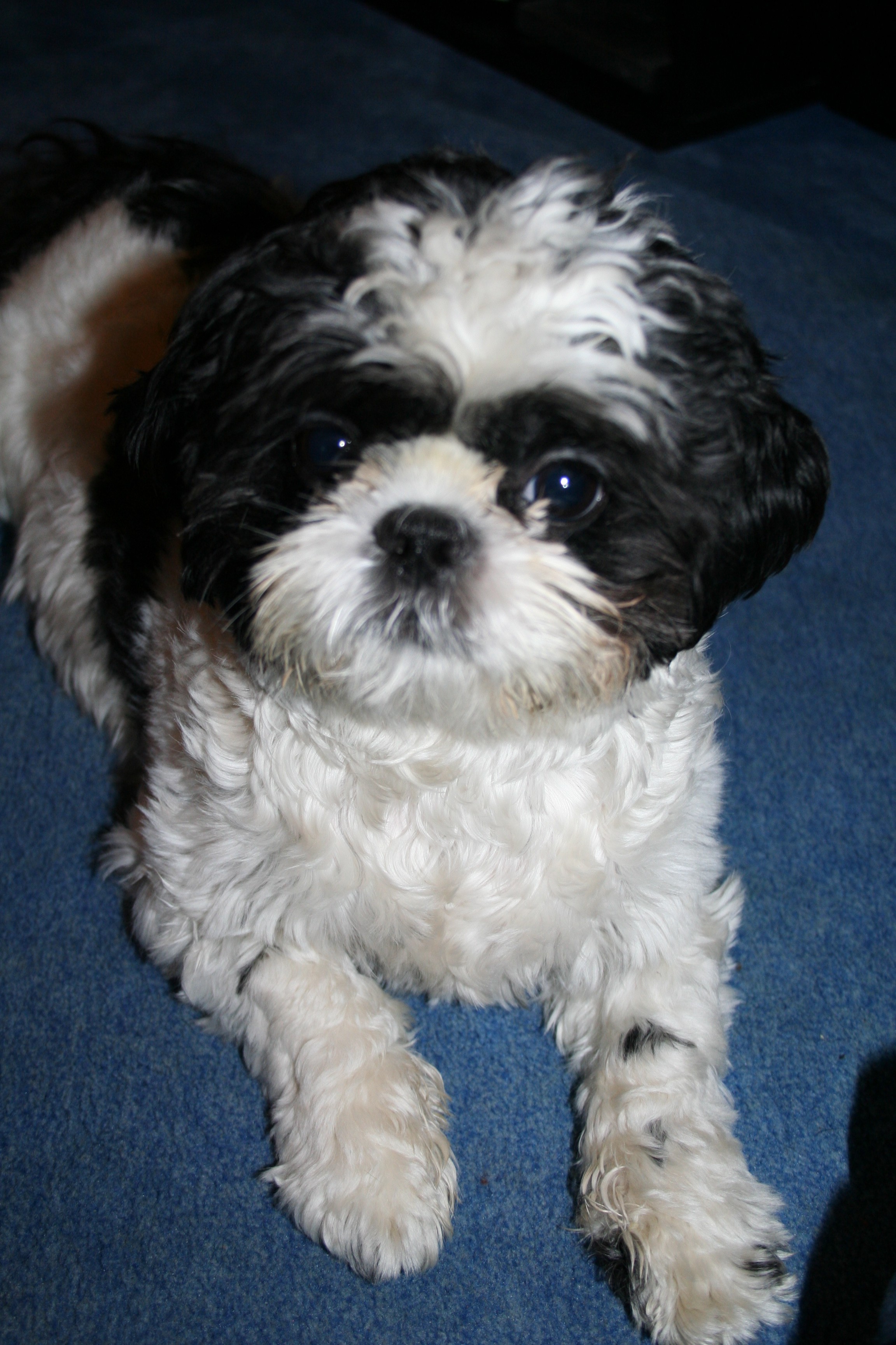 File:Shih.Tzu.geschoren.jpg