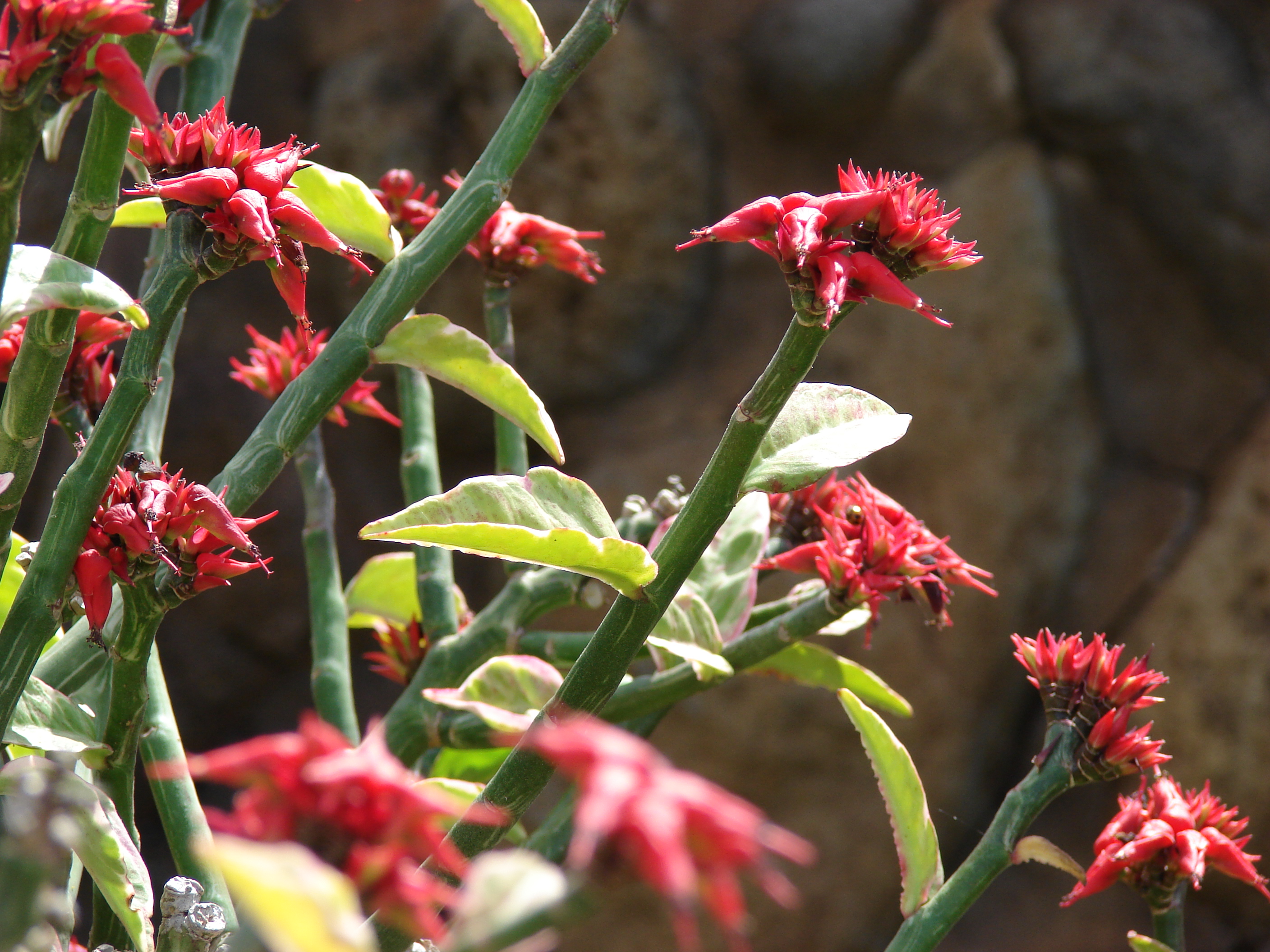 Starr_070302-5072_Pedilanthus_tithymaloides.jpg