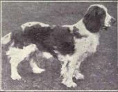 "A black and white profile shot of a white and dark coloured dog, facing right."