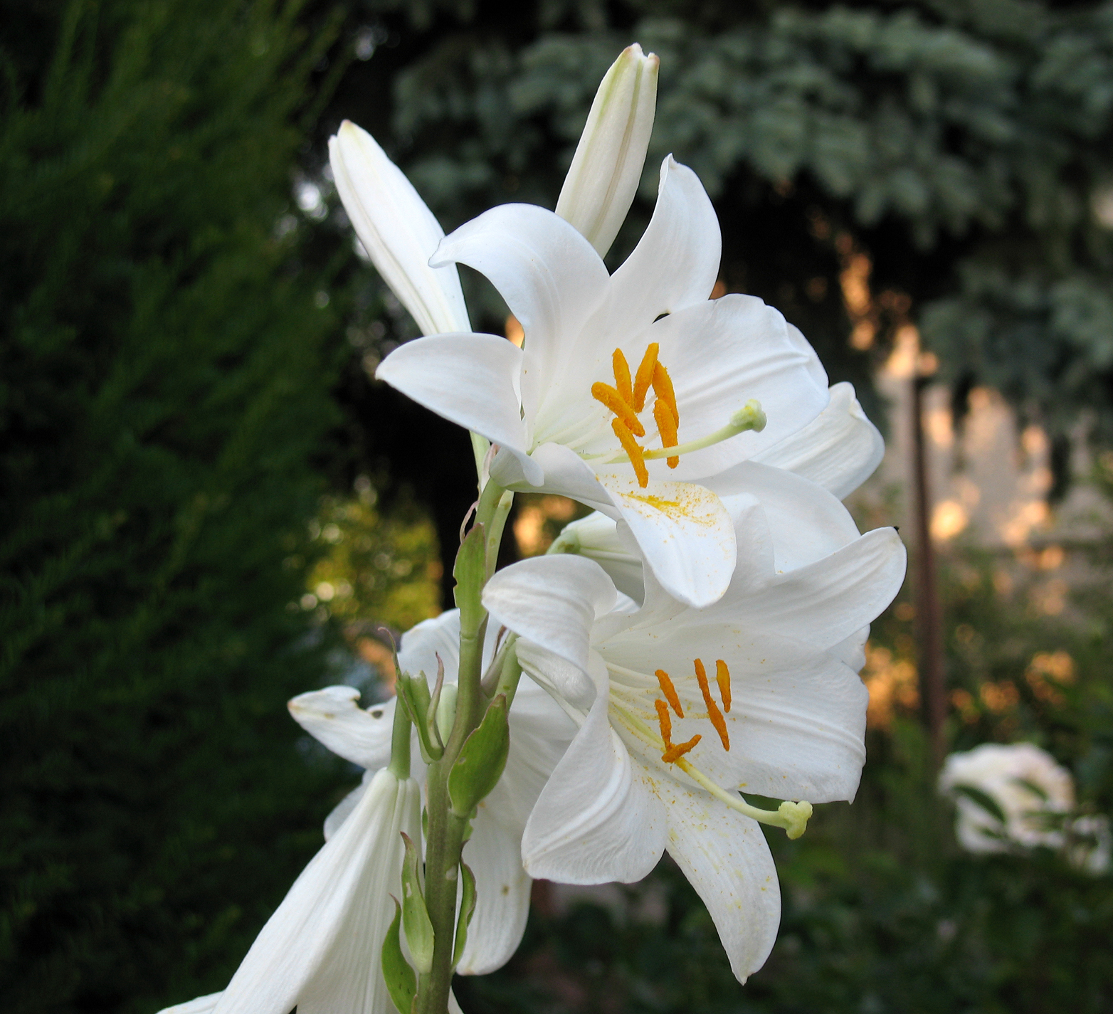 madonna lily