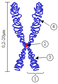Figura 1:: Cromossoma. (1) Cromatídeo. Cada um dos dois braços idênticos dum cromossoma depois da fase S. (2) Centrómero. O ponto de ligação de dois cromatídeos, onde se ligam os microtúbulos. (3) Braço curto. (4) Braço longo.