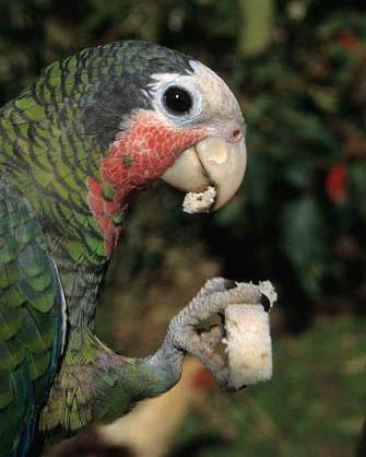 Cuba_Parrot.jpg