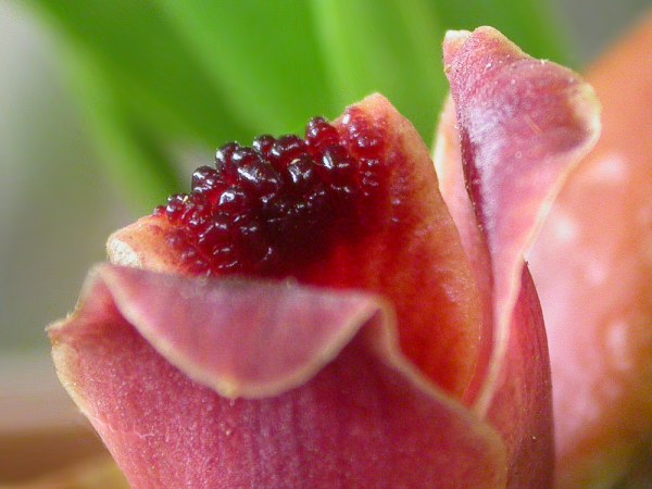 Maxillaria desvauxiana image