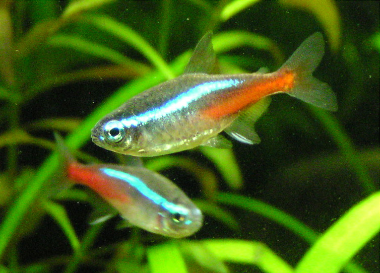 neon tetras