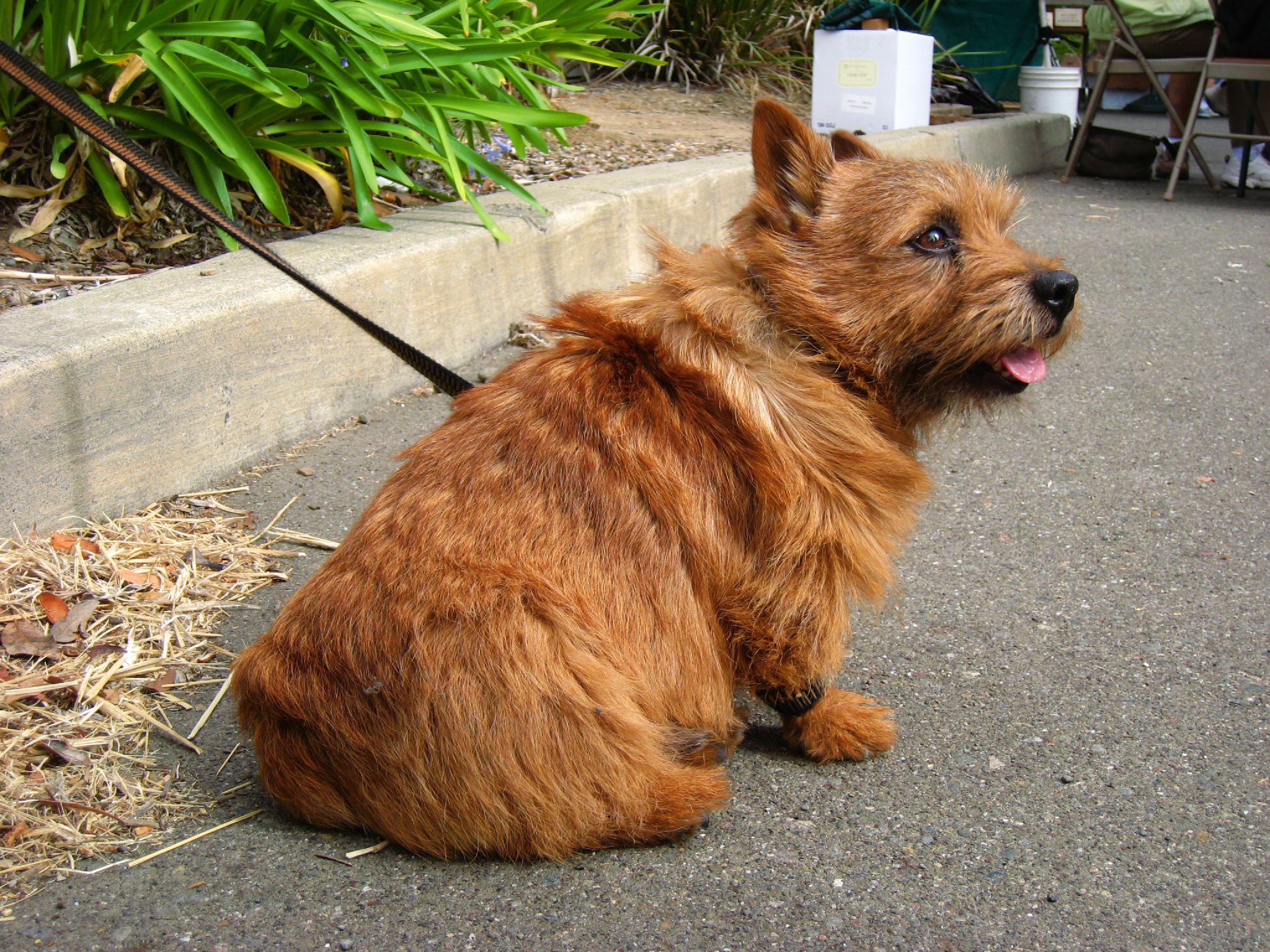 norwich terrier gnstig