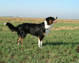 English Shepherd