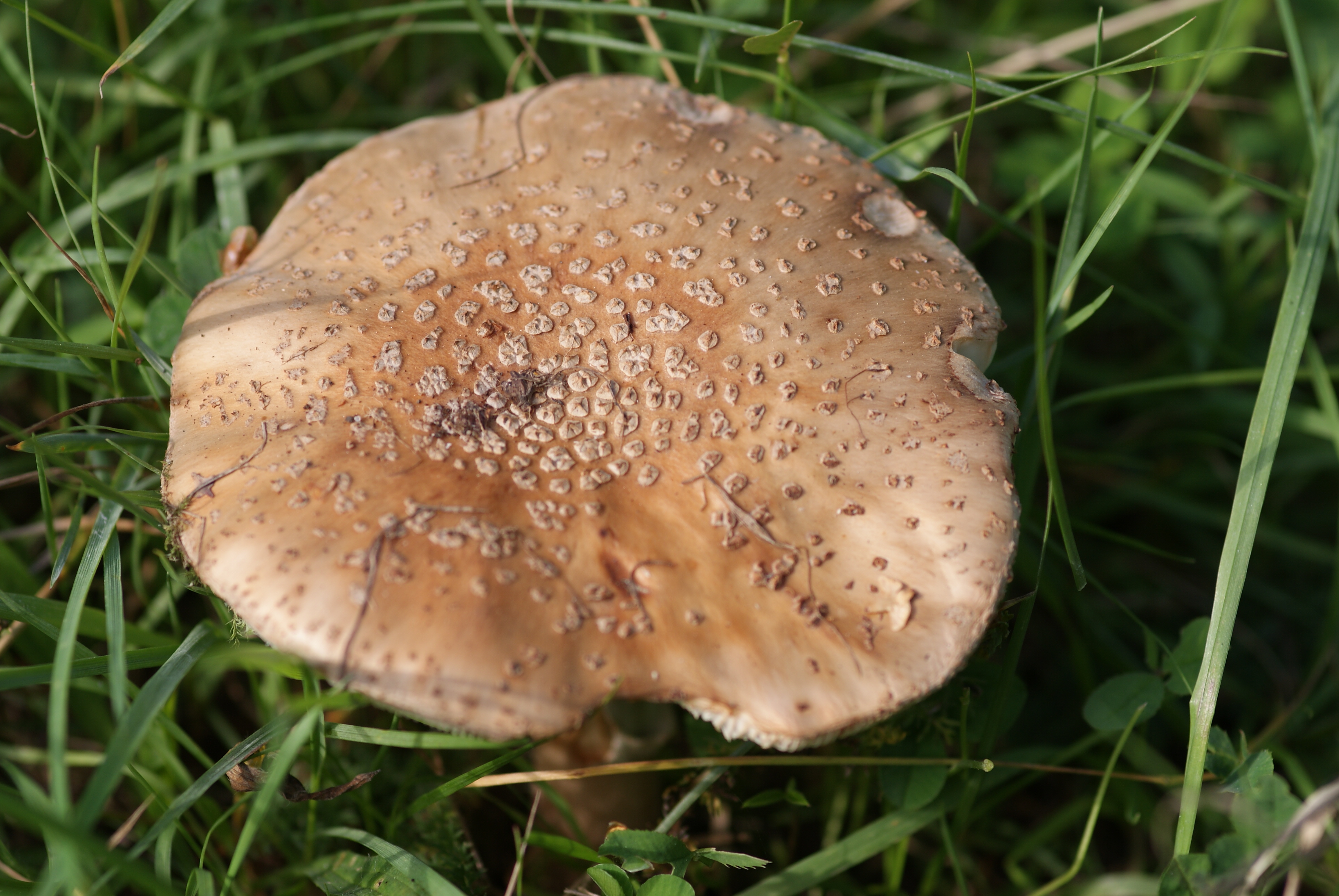 FileBlusher fungus Gunnersbury Triangle.JPG Wikimedia Commons